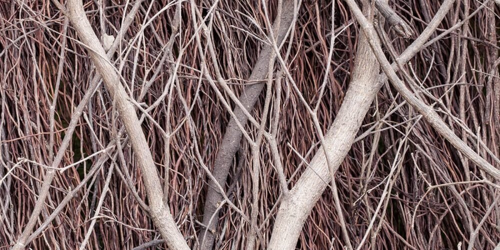 qode interactive strata